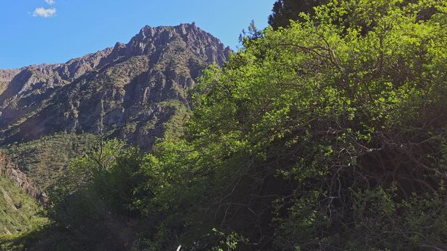 large mountain in font of green grass hill slope with bush swaying at windy sunny summer day, blue sky background