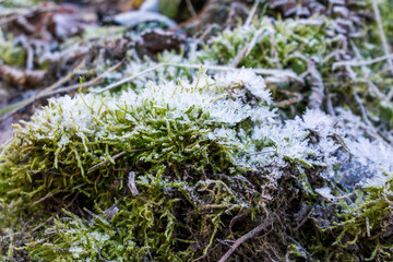 A landscape of nature shrouded in the first frost: frost-covered plants and ice patterns create a magical winter atmosphere