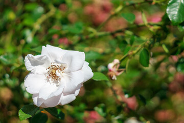 A close-up of a vibrant flower with detailed petals and stamens highlighting its natural beauty