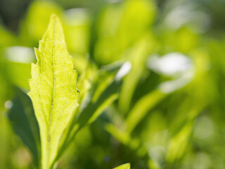 A close-up of fresh sprouts, brightly illuminated by the sun's rays, symbolizes hope and the new life cycle of nature