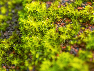 Close-up of northern moss and lichen, a beautiful combination of textures and colors reflecting the unique flora of the Arctic