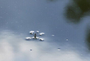 Pair of Water Striders Mating on the Surface of Calm Water