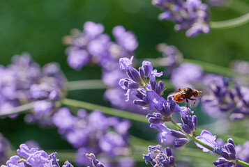 Sicus ferrugineus on Lavender Blossom