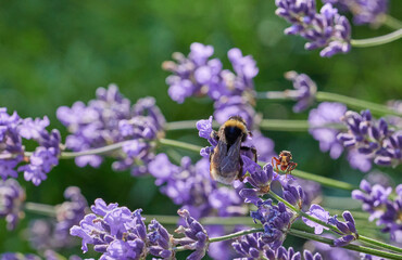 Sicus ferrugineus on Lavender Blossom Next to Bumblebee