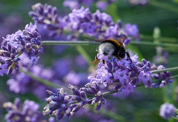 Bumblebee on Lavender Blossom with Detailed Body Hair Structure.on abdomen