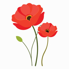 Fototapeta premium Red poppy isolated on white background 
