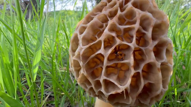 Mushroom grow among grass. Morchella esculenta, (common morel, true morel, mushroom, and sponge) in family Morchellaceae of Ascomycota