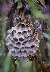 Insects of the Genus Polistes on Paper Nest in Natural Habitat