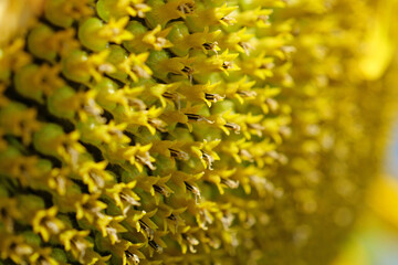 Sunflower seeds, close-up shot photo 3