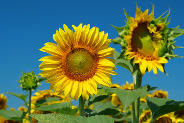 Naklejka premium Field of beautiful sunflowers with many bees working. Bees are hard at work