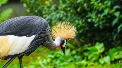 The grey crowned African crane native to grassland and wetland areas of Africa standing over a metre tall,. These giants of the bird world are listed as endangered and part of conservation programmes