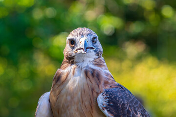full facial view of red-tailed hawk or buteo jamaicensis bird isolated against green