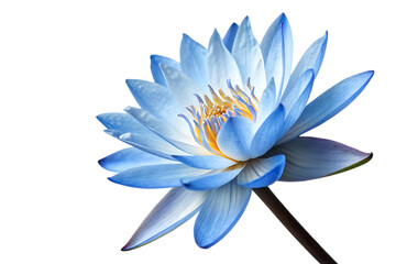 Fototapeta premium Blue lotus flower isolated on white background as transparent. PNG. AI GENERATED.