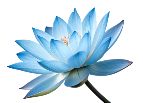 Blue lotus flower isolated on white background as transparent. PNG. AI GENERATED.
