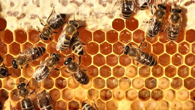 Reproduction of bees. From the egg to the larva. 
Feeding the larvae with bee milk. 
The eggs laid by the queen bee in the honeycomb, the bees are poured with milk.
