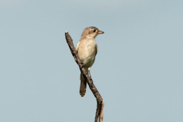 Pie grièche écorcheur,. femelle, Lanius collurio, Red backed Shrike