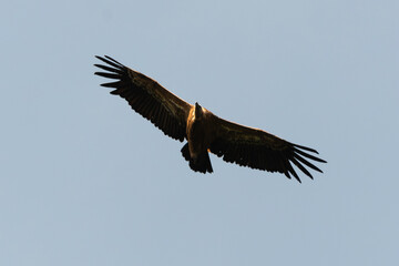 Vautour fauve,.Gyps fulvus, Griffon Vulture, Parc naturel régional des grands causses 48, Lozere, France