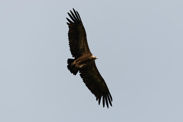 Vautour fauve,.Gyps fulvus, Griffon Vulture, Parc naturel régional des grands causses 48, Lozere, France