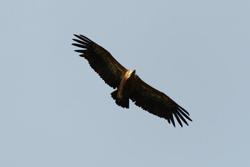 Vautour fauve,.Gyps fulvus, Griffon Vulture, Parc naturel régional des grands causses 48, Lozere, France