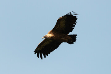 Vautour fauve,.Gyps fulvus, Griffon Vulture, Parc naturel régional des grands causses 48, Lozere,...