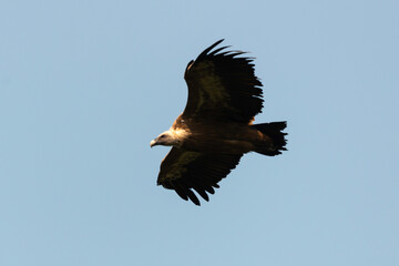 Vautour fauve,.Gyps fulvus, Griffon Vulture, Parc naturel régional des grands causses 48, Lozere, France
