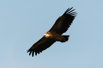 Vautour fauve,.Gyps fulvus, Griffon Vulture, Parc naturel régional des grands causses 48, Lozere, France