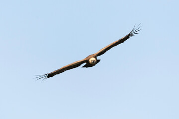Vautour fauve,.Gyps fulvus, Griffon Vulture, Parc naturel régional des grands causses 48, Lozere,...