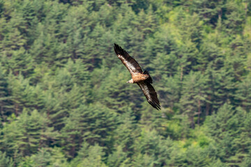 Vautour fauve,.Gyps fulvus, Griffon Vulture, Parc naturel régional des grands causses 48, Lozere, France