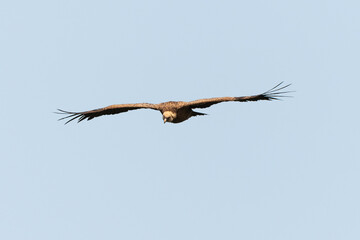 Vautour fauve,.Gyps fulvus, Griffon Vulture, Parc naturel régional des grands causses 48, Lozere, France