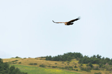 Vautour fauve,.Gyps fulvus, Griffon Vulture, Parc naturel régional des grands causses 48, Lozere, France