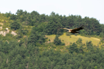 Vautour fauve,.Gyps fulvus, Griffon Vulture, Parc naturel régional des grands causses 48, Lozere, France