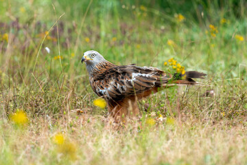 Milan royal,.Milvus milvus , Red Kite