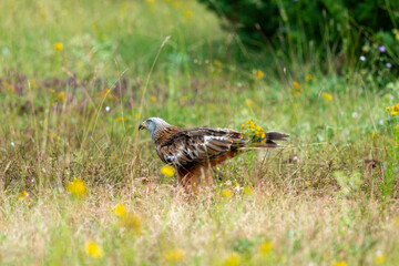 Milan royal,.Milvus milvus , Red Kite