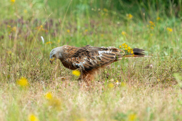 Milan royal,.Milvus milvus , Red Kite
