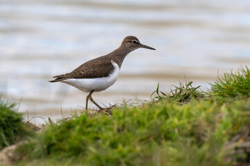 Chevalier guignette,.Actitis hypoleucos, Common Sandpiper