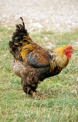 Coq, race Brahma