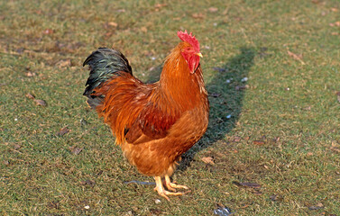 Poule, race Hampshire