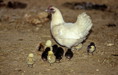Poule, poussin, race Gatinaise
