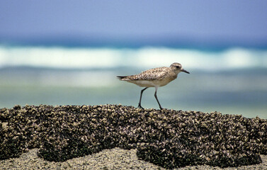 Pluvier argenté,.Pluvialis squatarola, Grey Plover