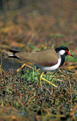 Vanneau indien,.Vanellus indicus, Red wattled Lapwing, Inde