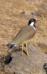 Vanneau indien,.Vanellus indicus, Red wattled Lapwing, Inde