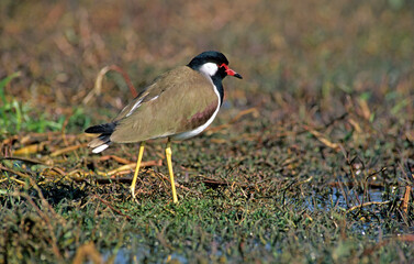 Vanneau indien,.Vanellus indicus, Red wattled Lapwing, Inde