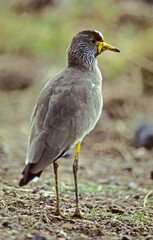 Vanneau du Sénégal,.Vanellus senegallus, African Wattled Lapwing, Parc national Kruger, Afrique du Sud