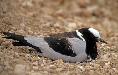 Vanneau armé, nid, .Vanellus armatus, Blacksmith Lapwing