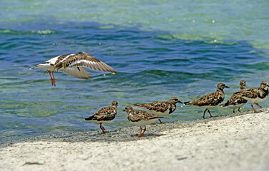 Tournepierre à collier,.Arenaria interpres , Ruddy Turnstone