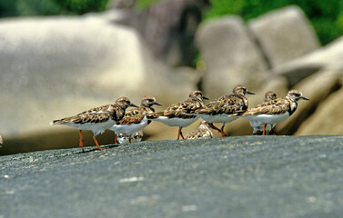 Tournepierre à collier,.Arenaria interpres , Ruddy Turnstone