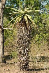 Aloès du Cap, Aloe ferox, Parc national Kruger, Afrique du Sud