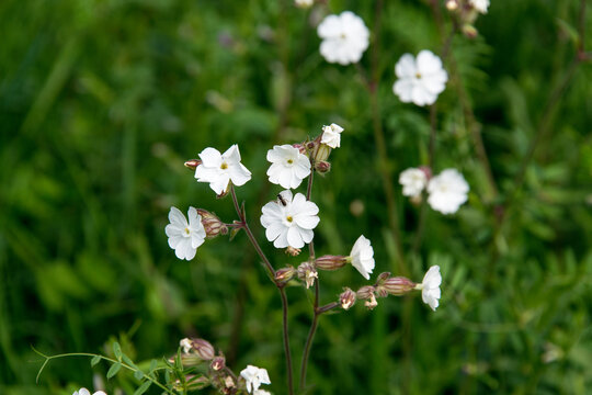 Compagnon blanc, Silene, Silene latifolia