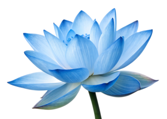 Blue lotus flower isolated on white background as transparent. PNG. AI GENERATED.