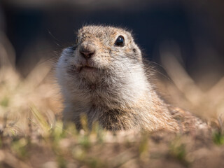 A prairie dog pokes its head out of its hole and looks at the camera